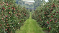 Готовый бизнес Продам сад яблок и грецкого ореха