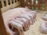 Готовый бизнес Продается фермерское хозяйство по выращиванию свиней