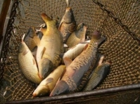Готовый бизнес Продам рыбное хозяйство