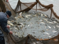 Готовый бизнес Продам рыбное хозяйство